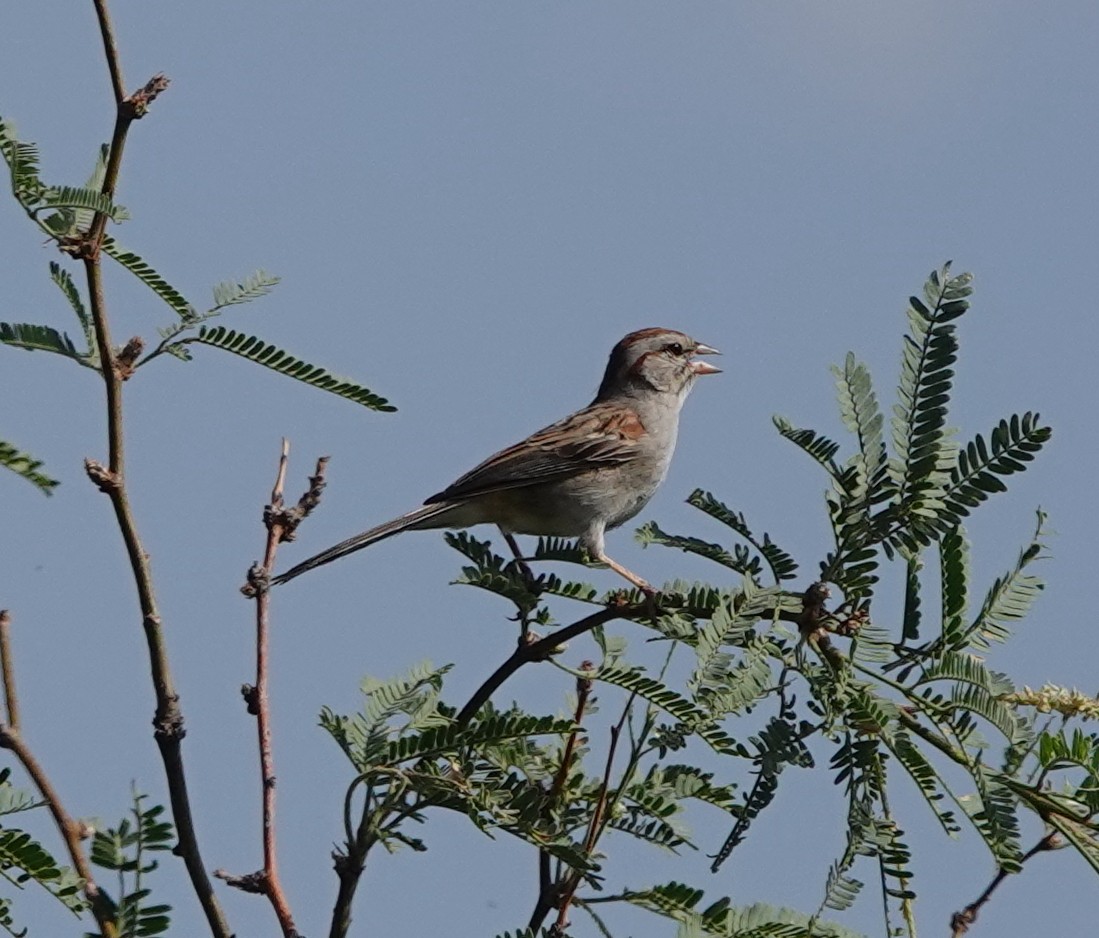 Rufous-winged Sparrow - ML642317199