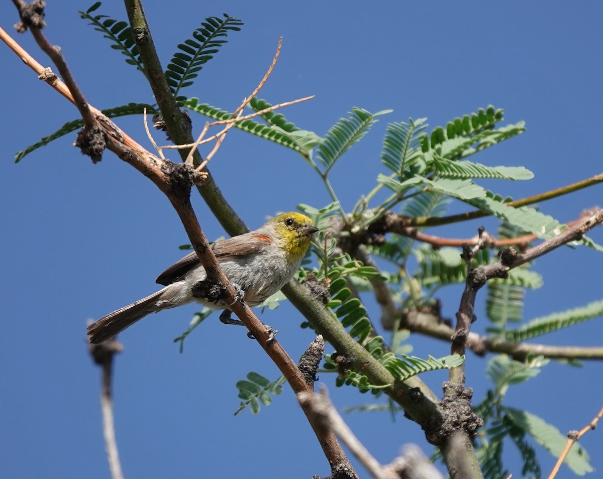 Verdin - ML642317200