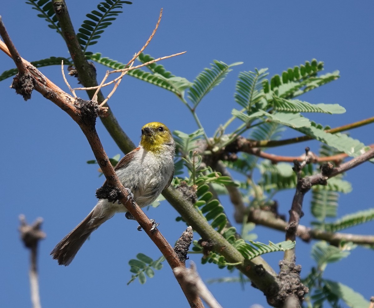 Verdin - ML642317201