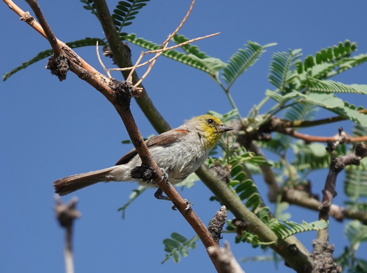 Verdin - ML642317203
