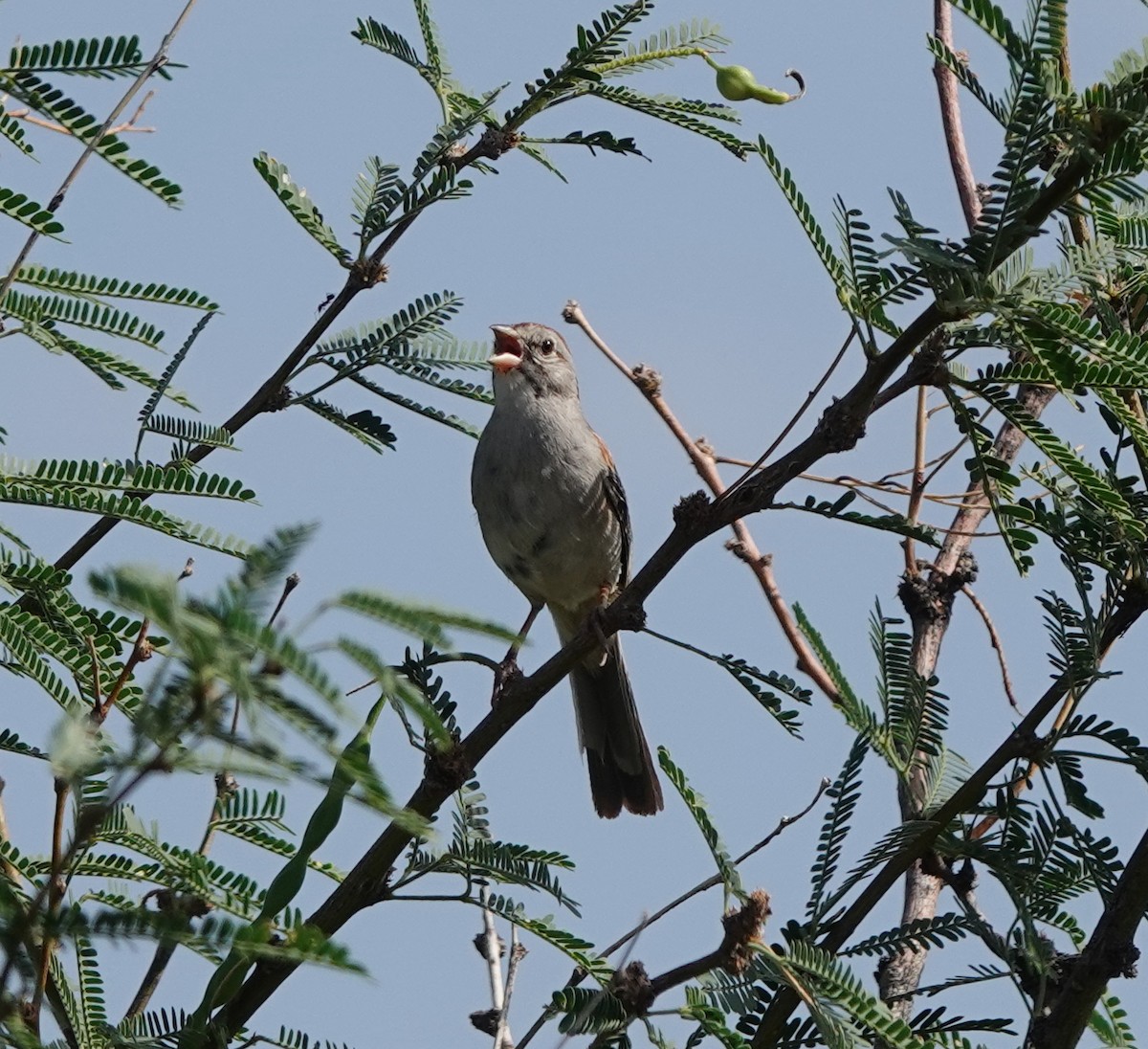 Rufous-winged Sparrow - ML642317205