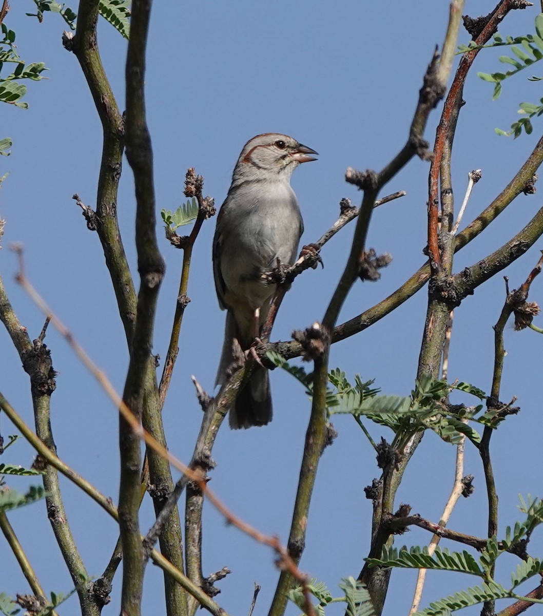 Rufous-winged Sparrow - ML642317206