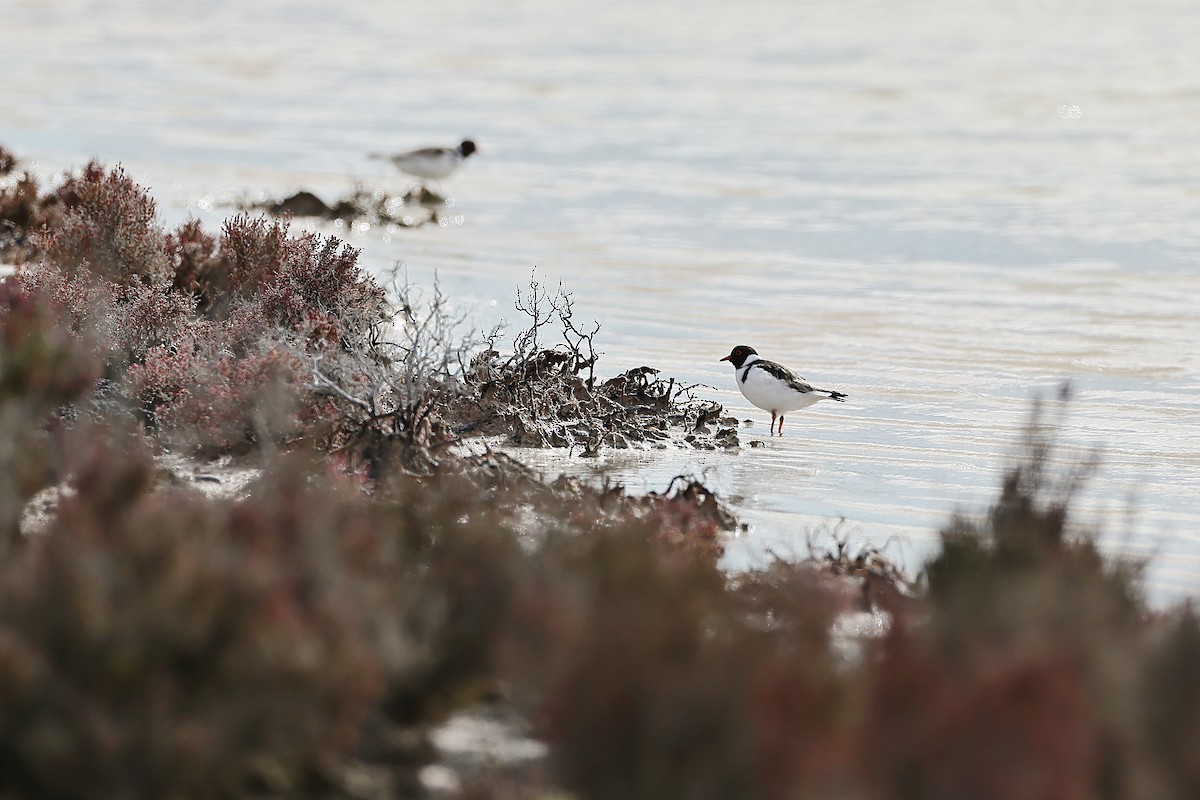 Hooded Plover - ML642317228