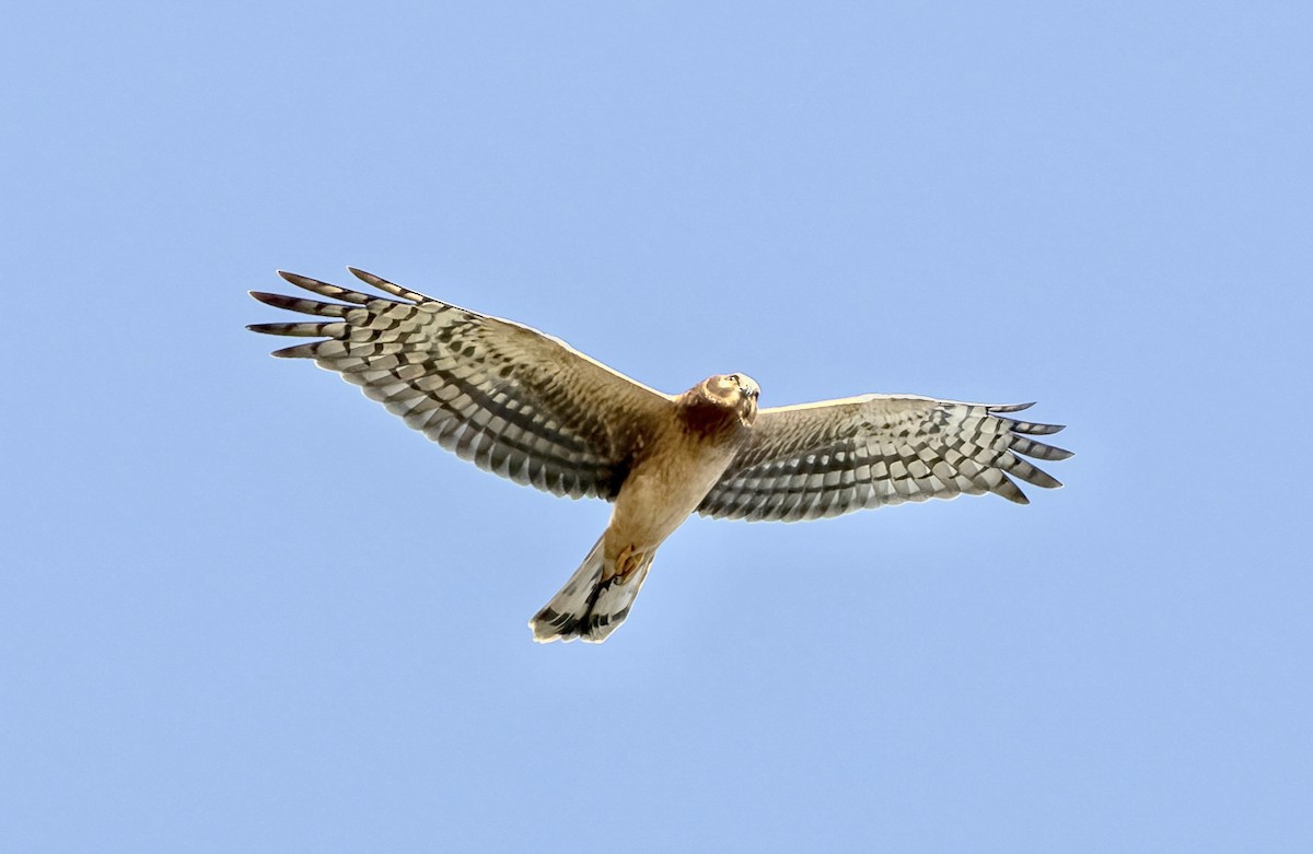 Northern Harrier - ML642317231