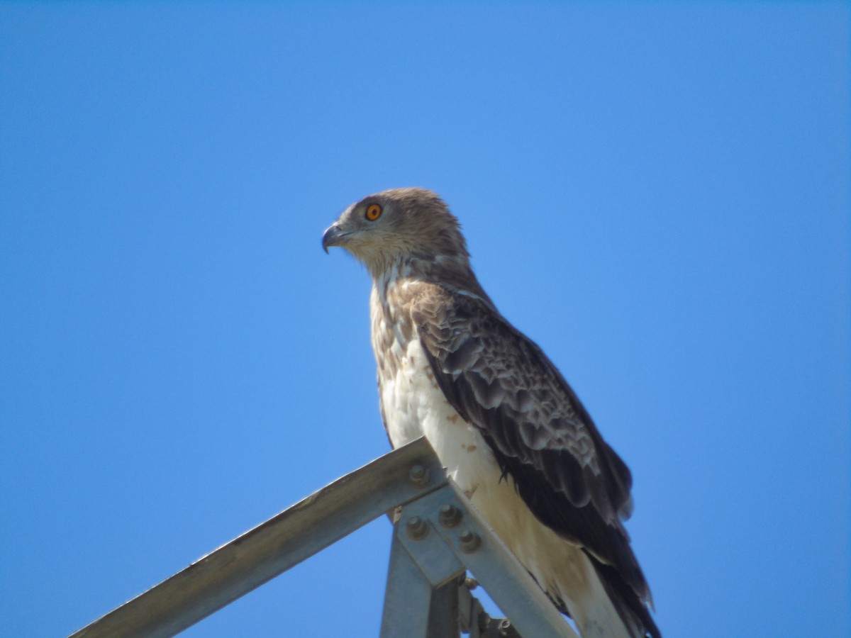 Short-toed Snake-Eagle - ML642317232