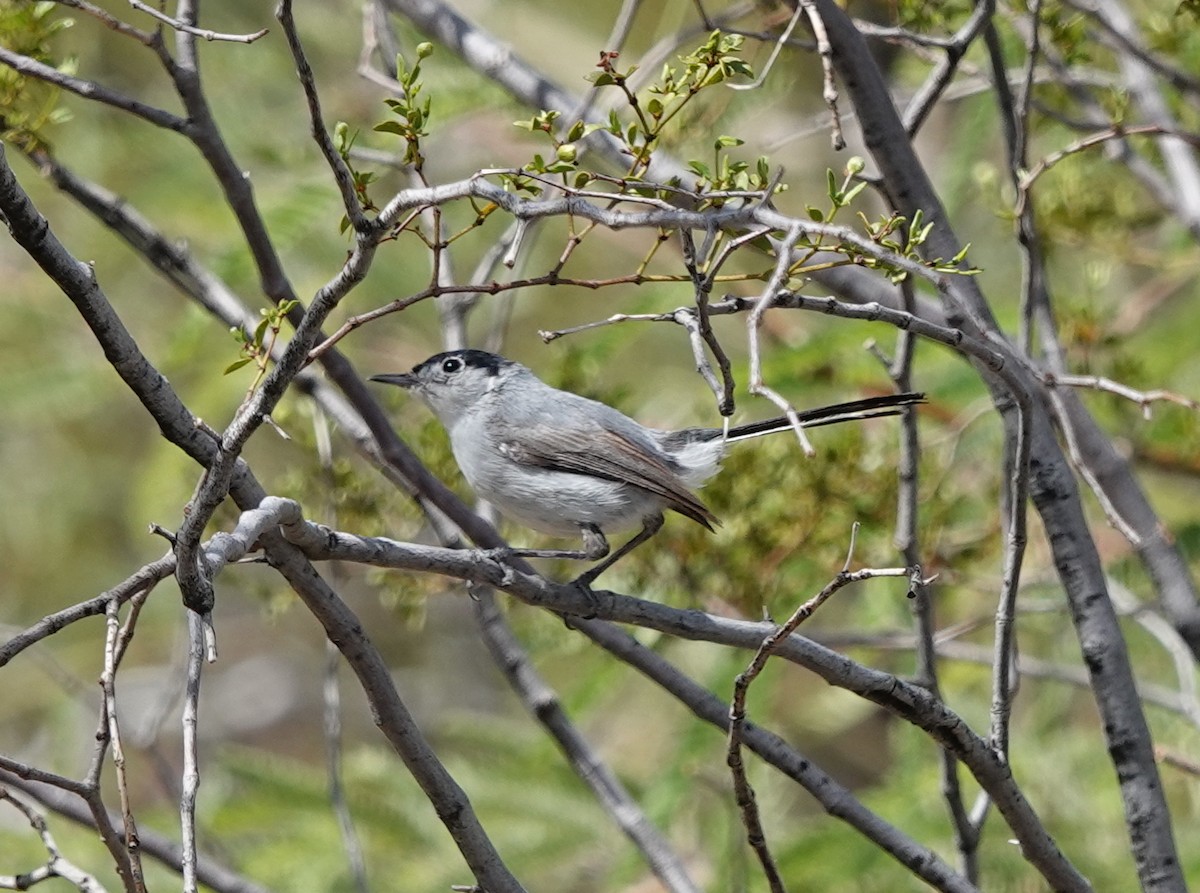 Black-tailed Gnatcatcher - ML642317233