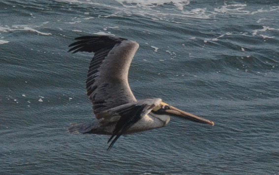 Brown Pelican - ML642317234