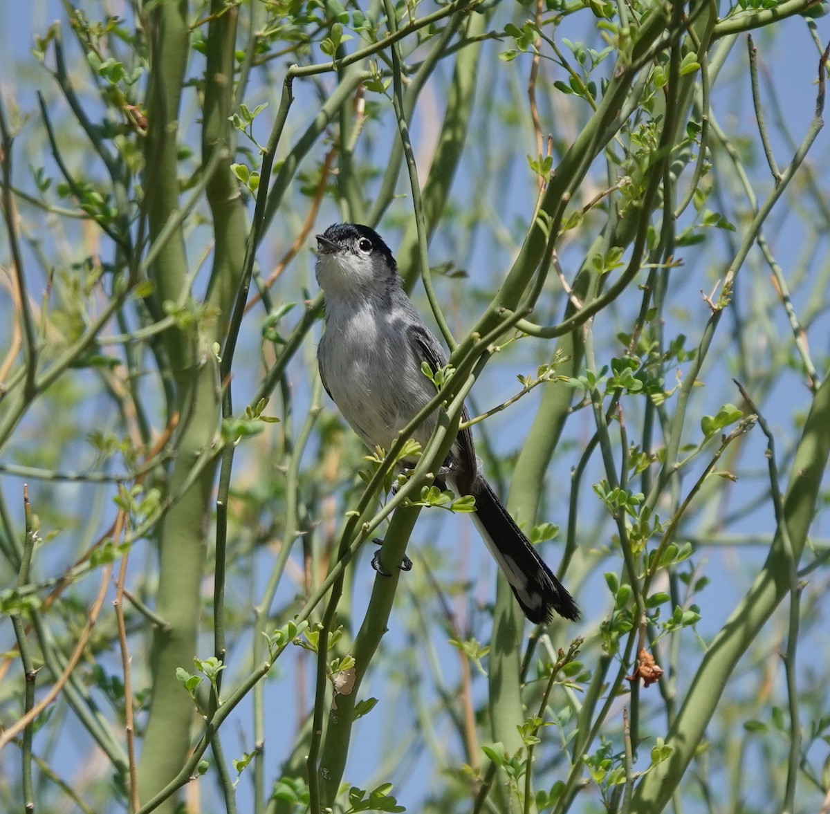 Black-tailed Gnatcatcher - ML642317235