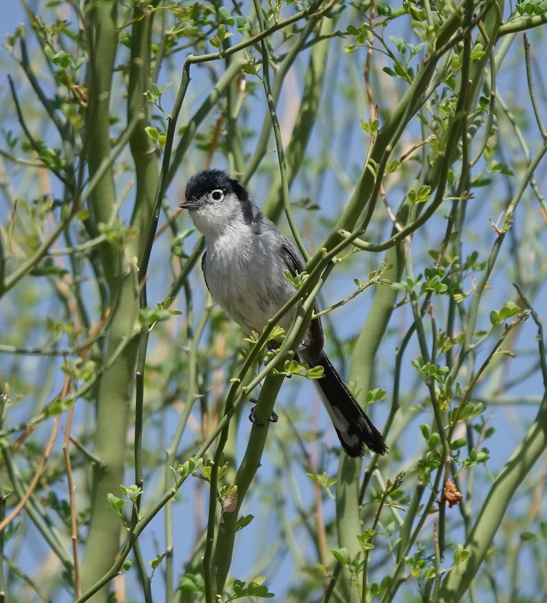 Black-tailed Gnatcatcher - ML642317236
