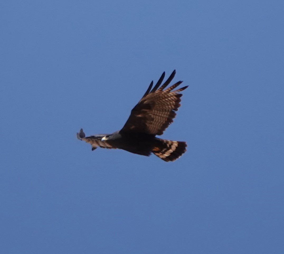 Zone-tailed Hawk - ML642317237