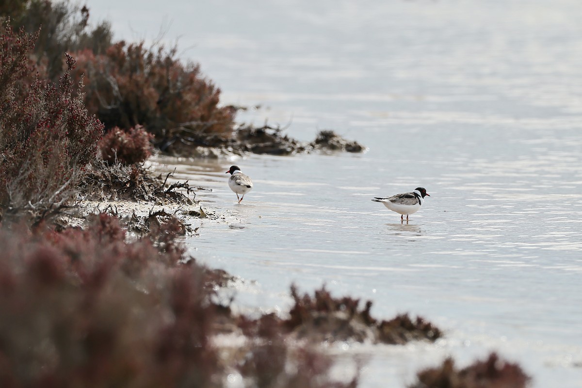 Hooded Plover - ML642317238