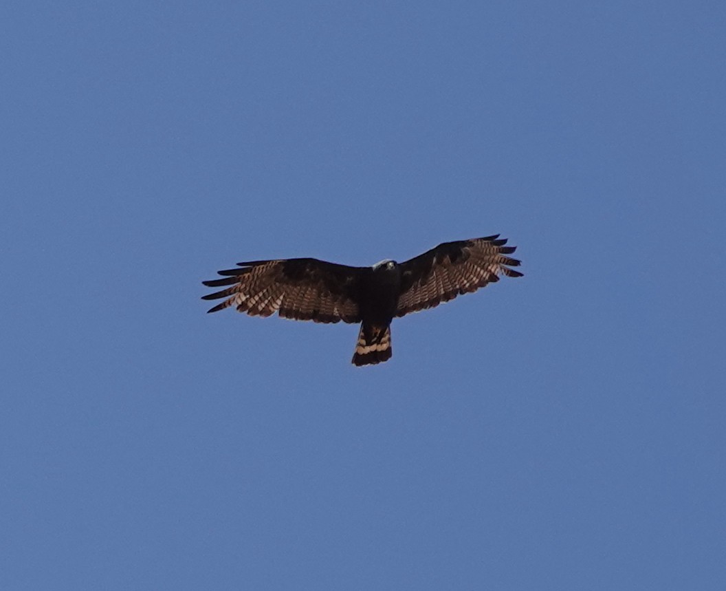 Zone-tailed Hawk - ML642317240