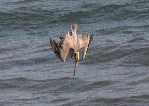 Brown Pelican - ML642317241