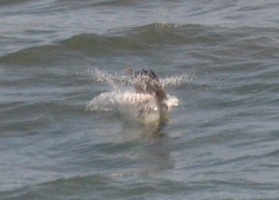 Brown Pelican - ML642317243