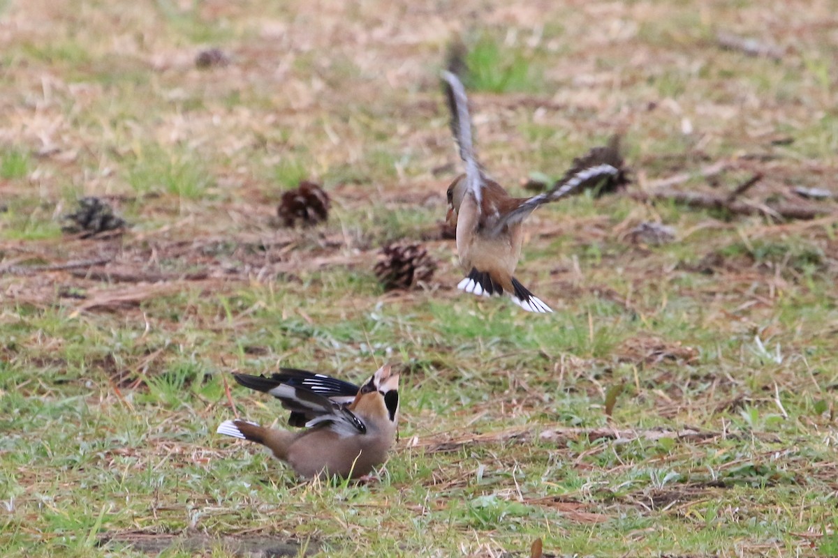 Hawfinch - ML642317246