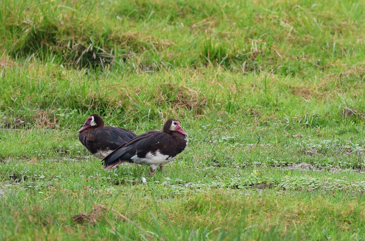 Spur-winged Goose - ML642317247