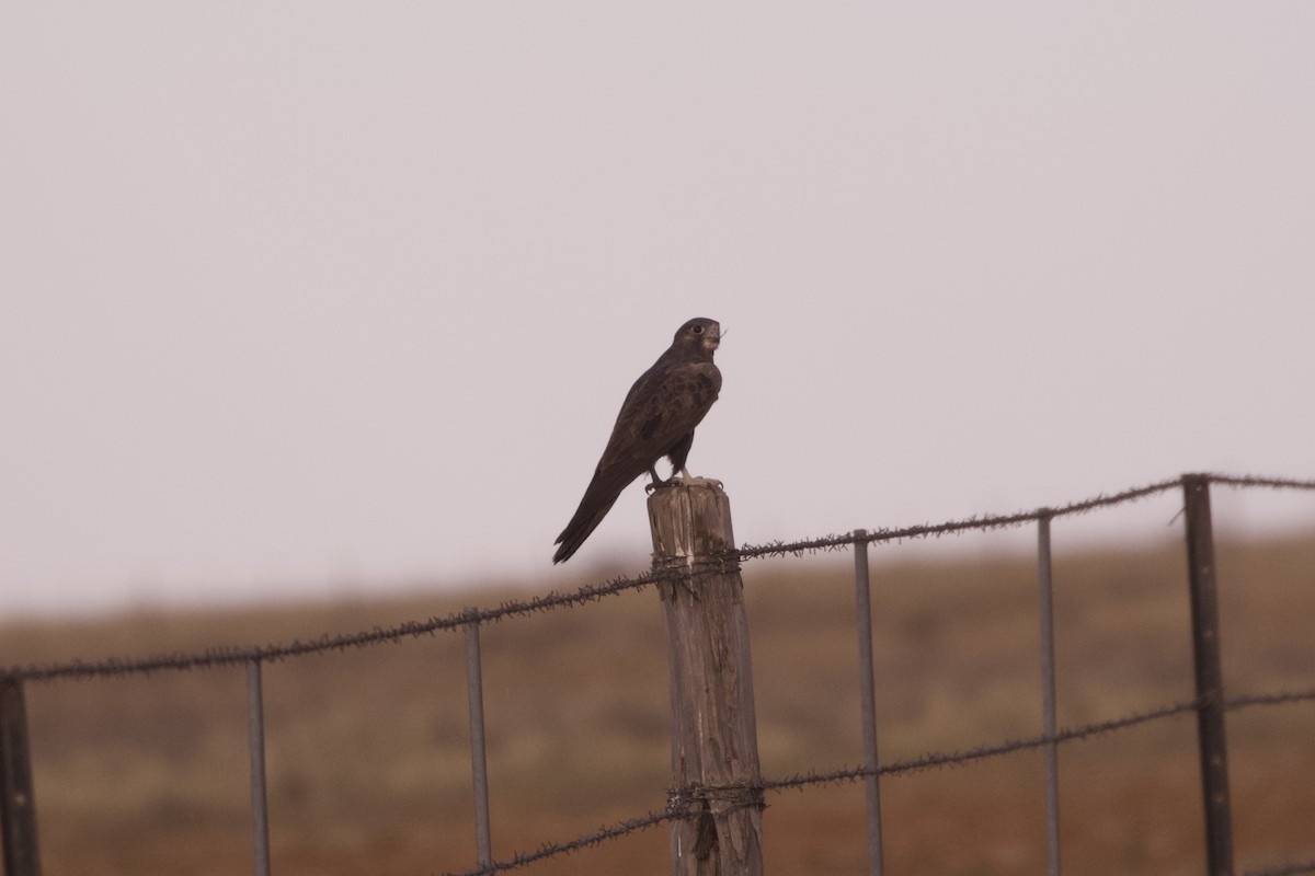 Black Falcon - ML642317248