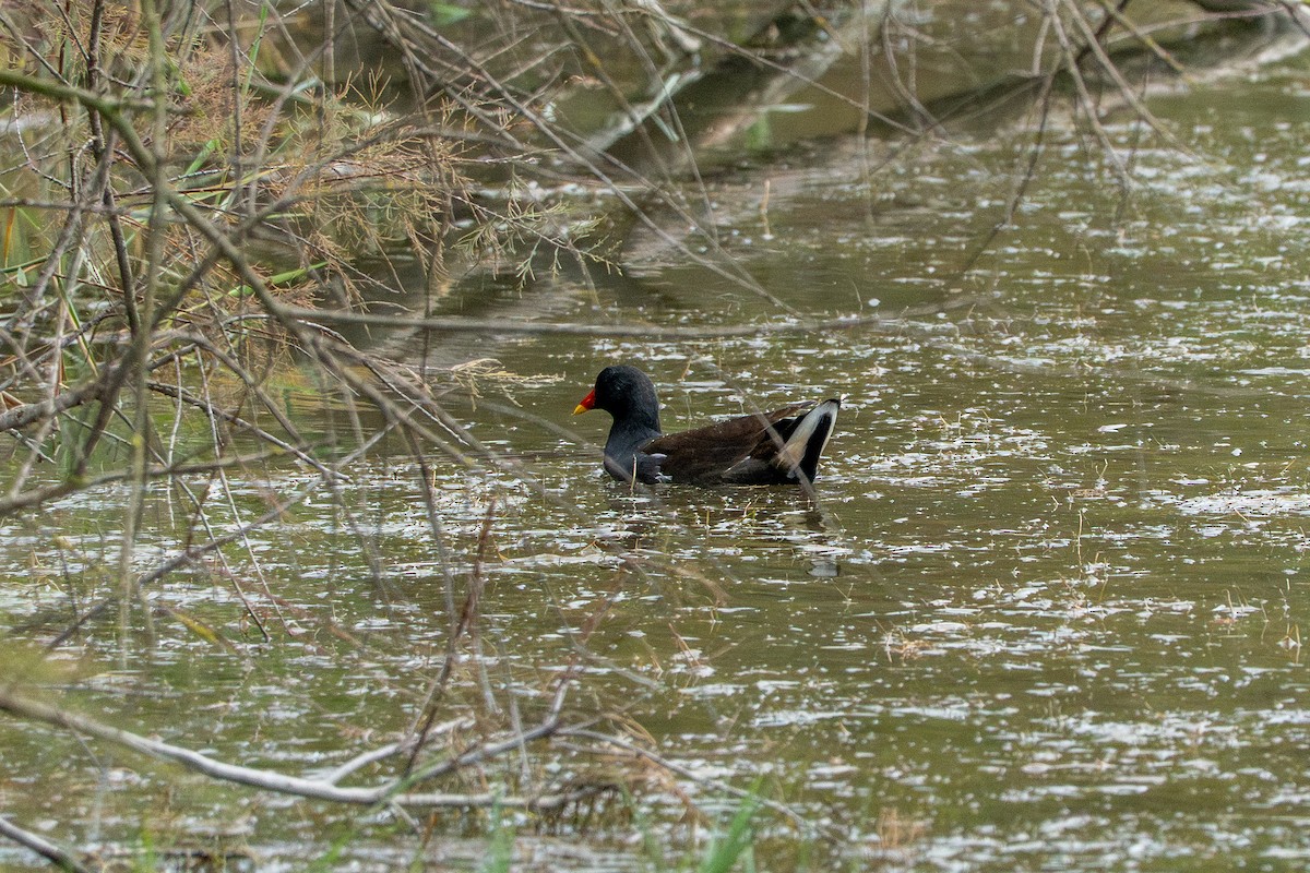 Eurasian Moorhen - ML642317250