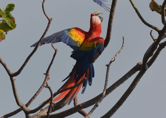 Scarlet Macaw - ML642317251