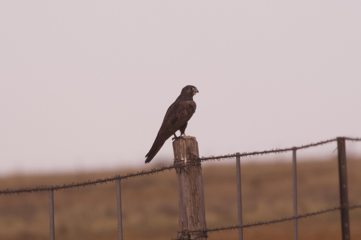 Black Falcon - ML642317255