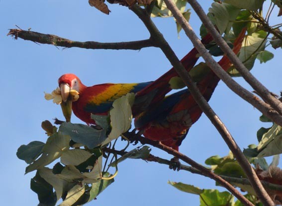 Scarlet Macaw - ML642317256