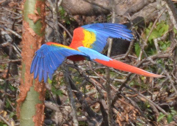 Scarlet Macaw - ML642317257