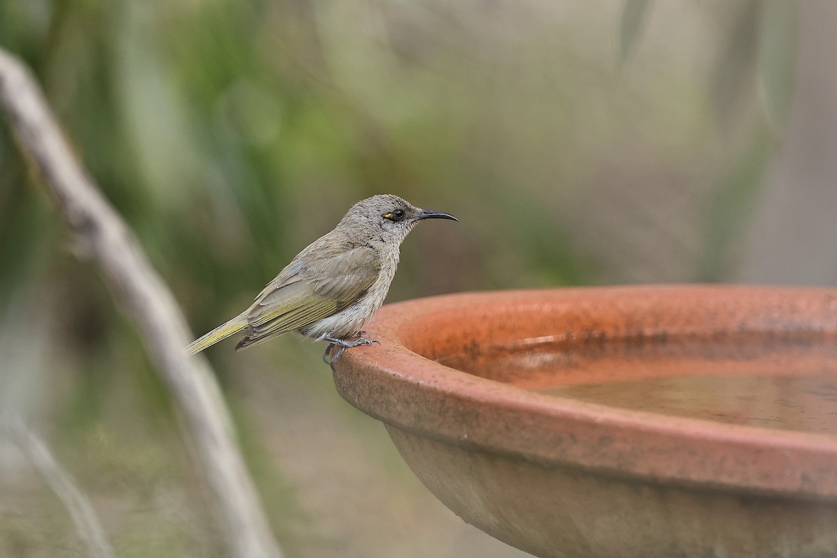 Brown Honeyeater - ML642317258