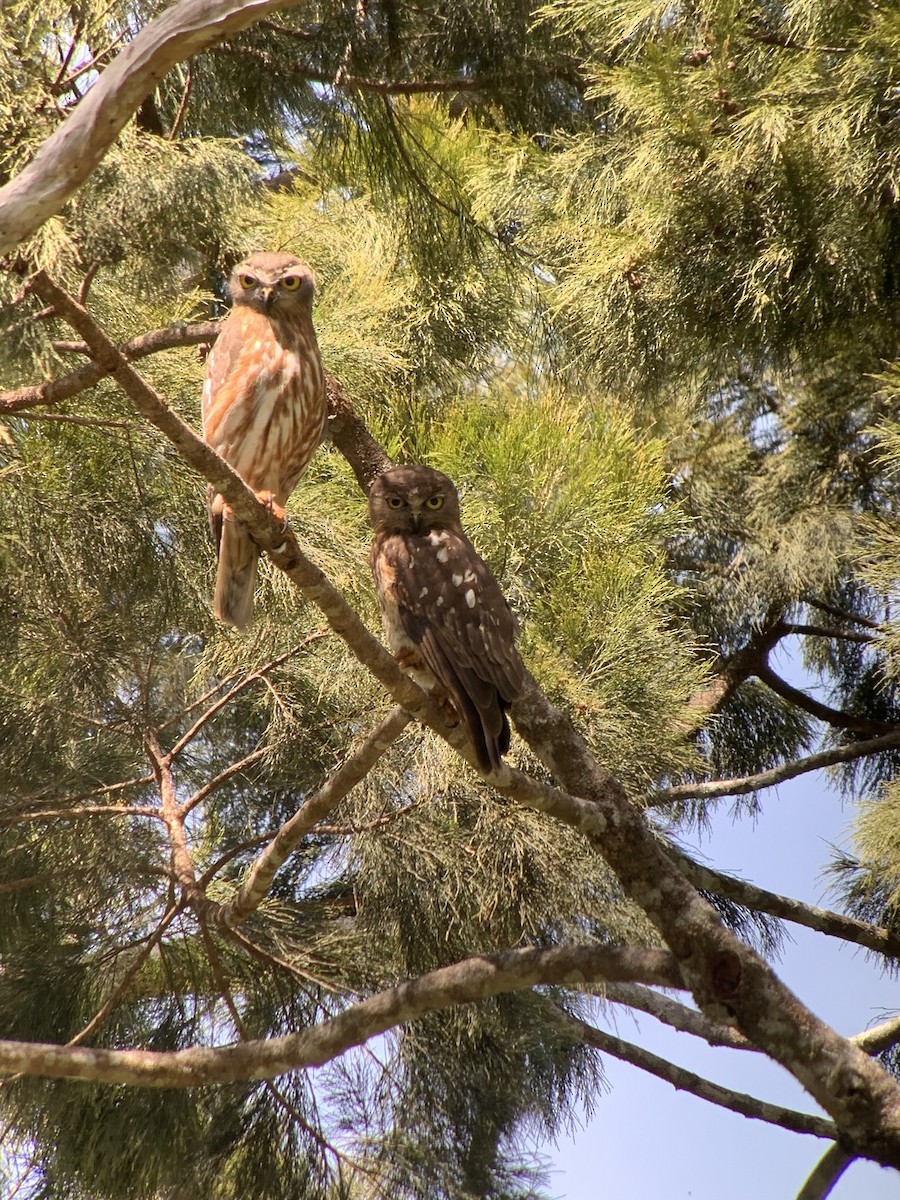 Barking Owl - ML642317267