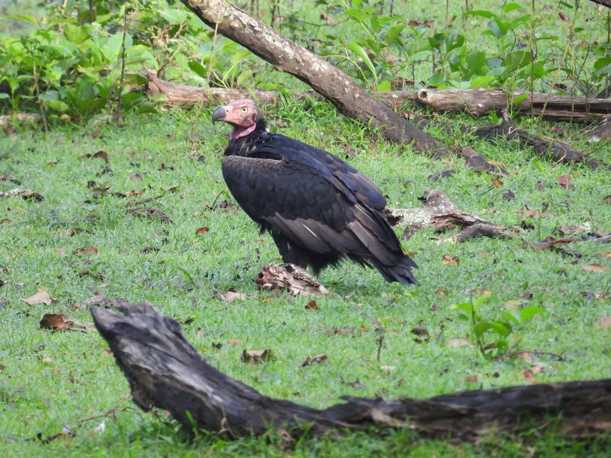Red-headed Vulture - ML642317274