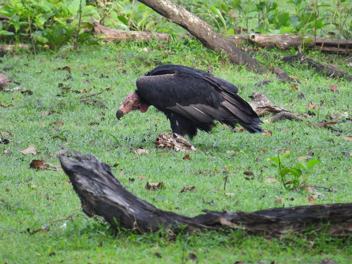Red-headed Vulture - ML642317275