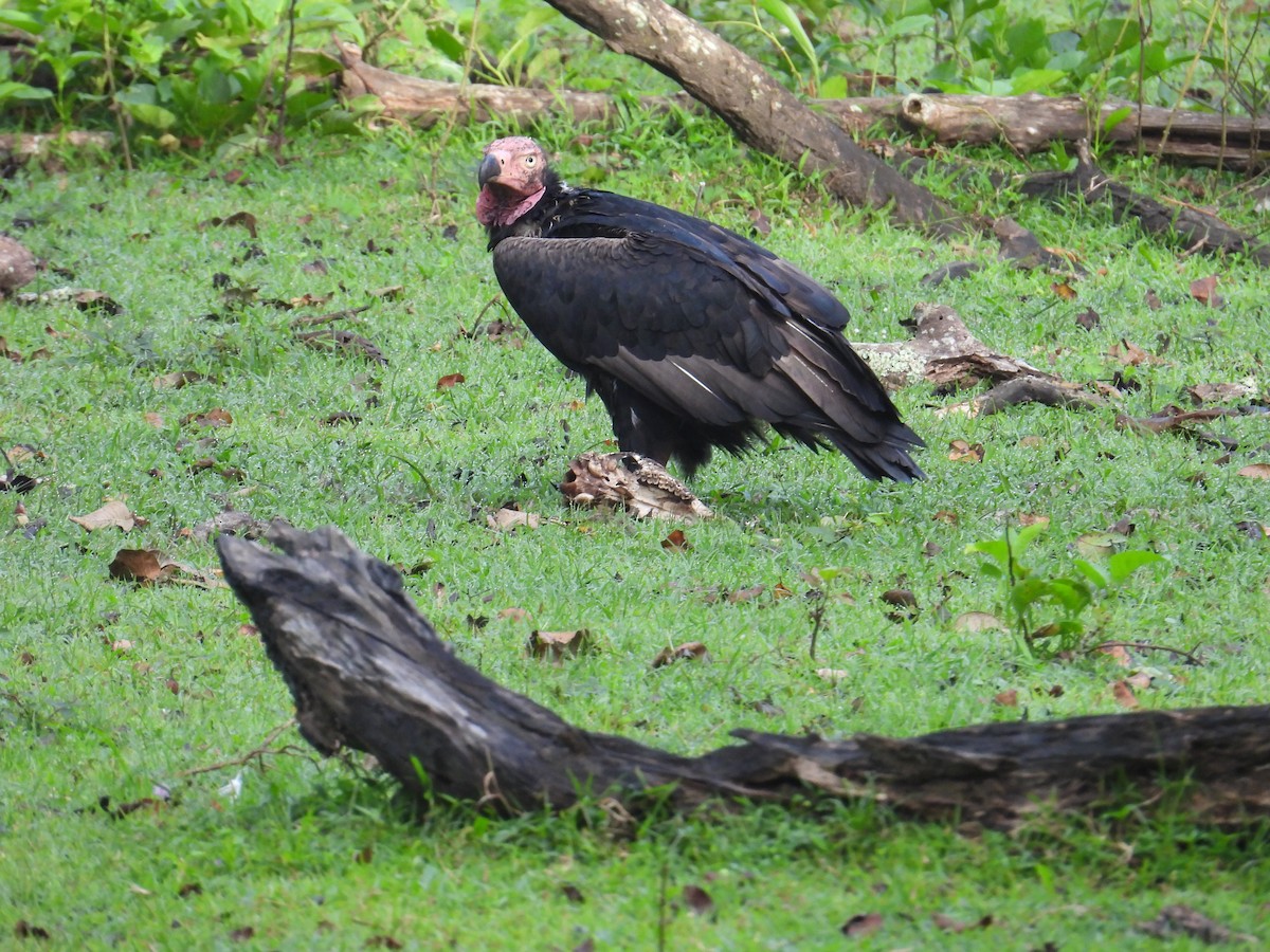 Red-headed Vulture - ML642317276