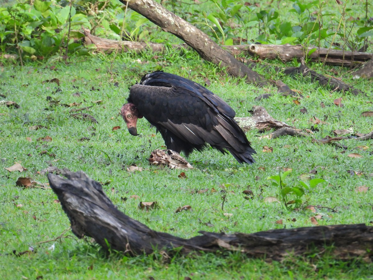 Red-headed Vulture - ML642317277
