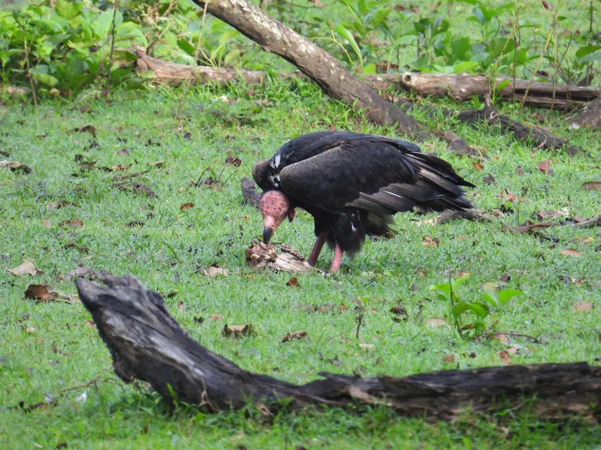 Red-headed Vulture - ML642317278