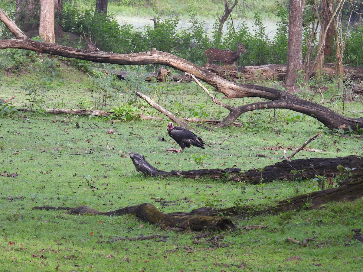 Red-headed Vulture - ML642317280