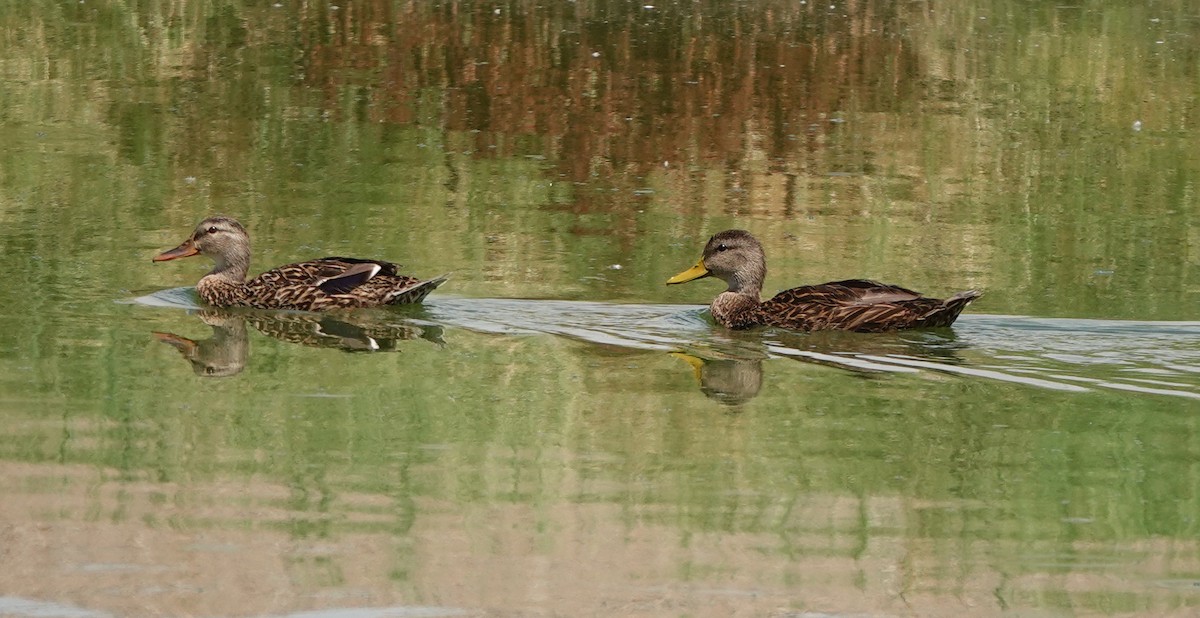 Mexican Duck - ML642317284