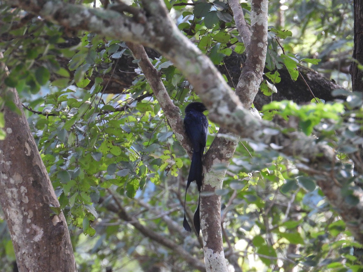 dragedrongo - ML642317305
