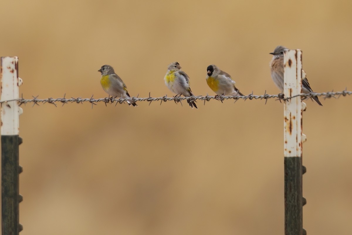 Lawrence's Goldfinch - ML642317323
