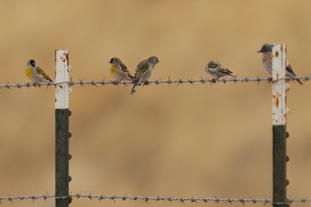 Lawrence's Goldfinch - ML642317324