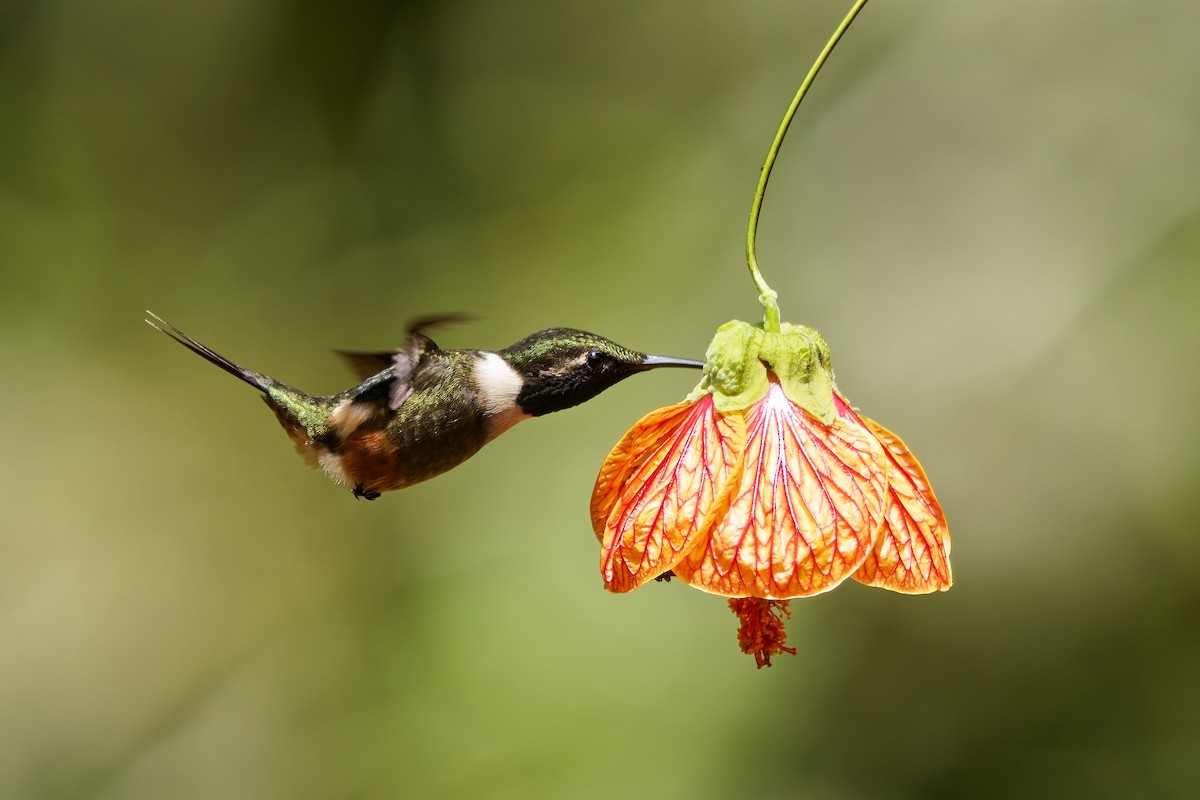 Purple-throated Woodstar - ML642317334