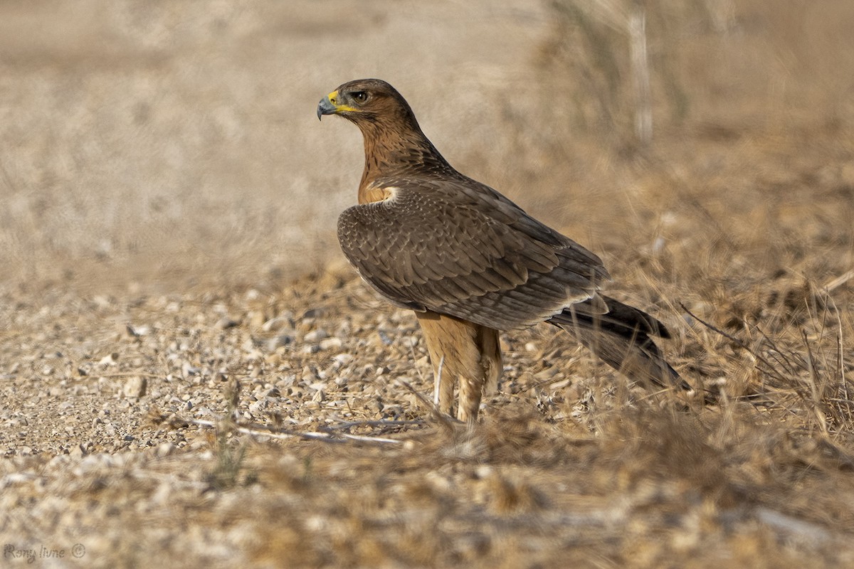 Bonelli arranoa - ML642317337