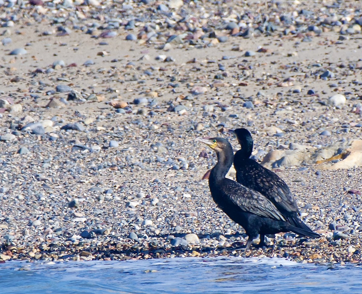 Grand Cormoran - ML642317339