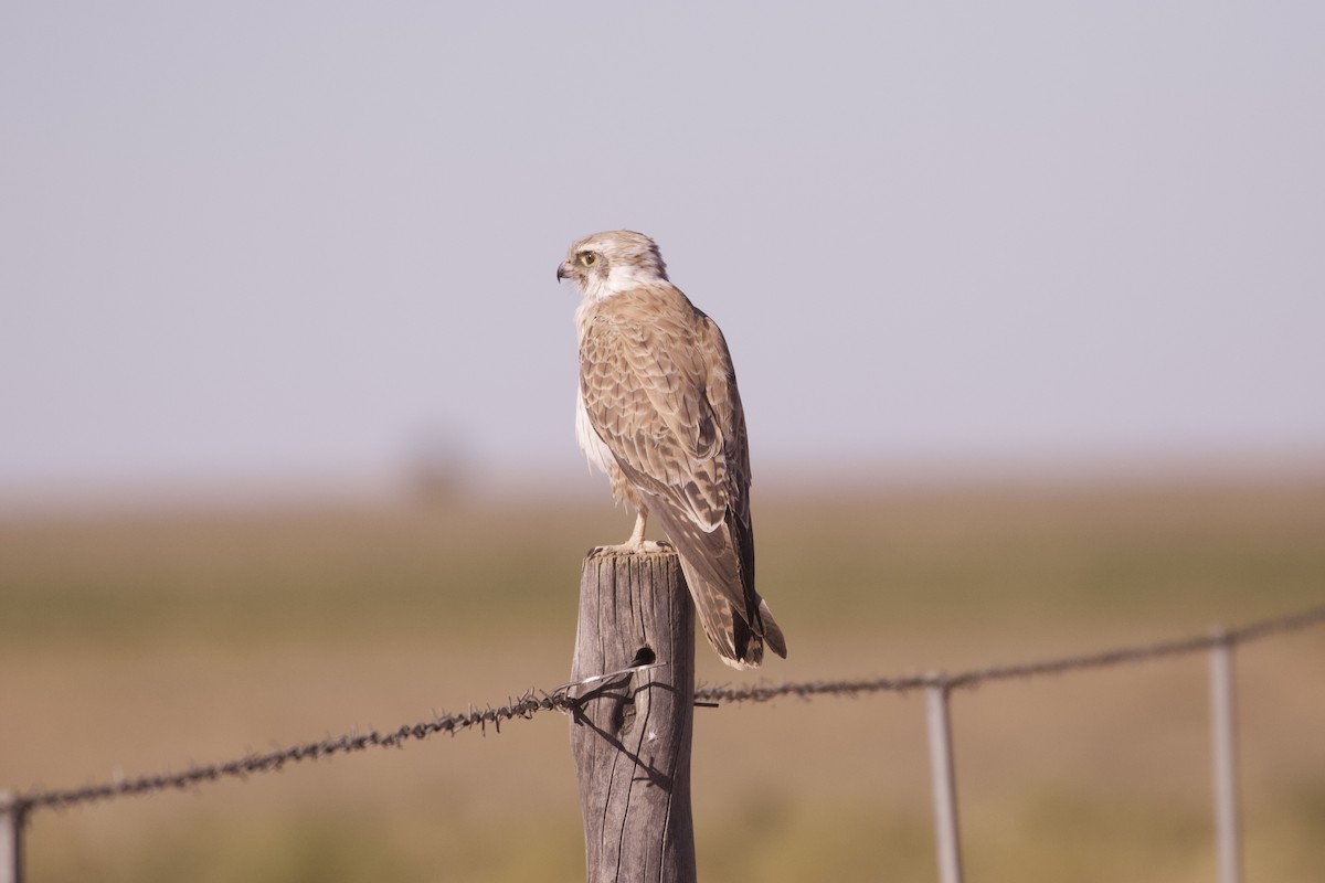 Brown Falcon - ML642317343