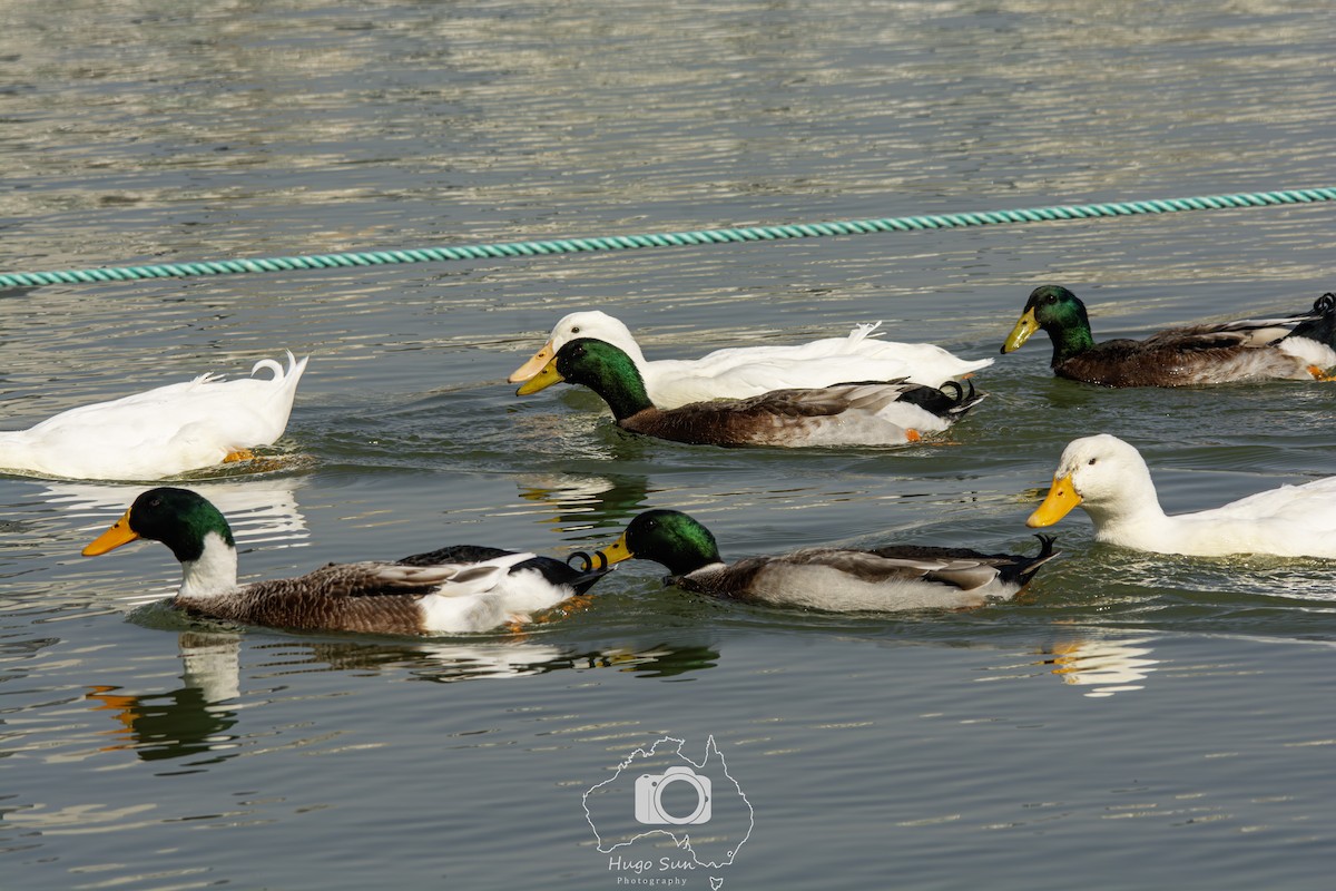 Canard colvert (forme domestique) - ML642317359