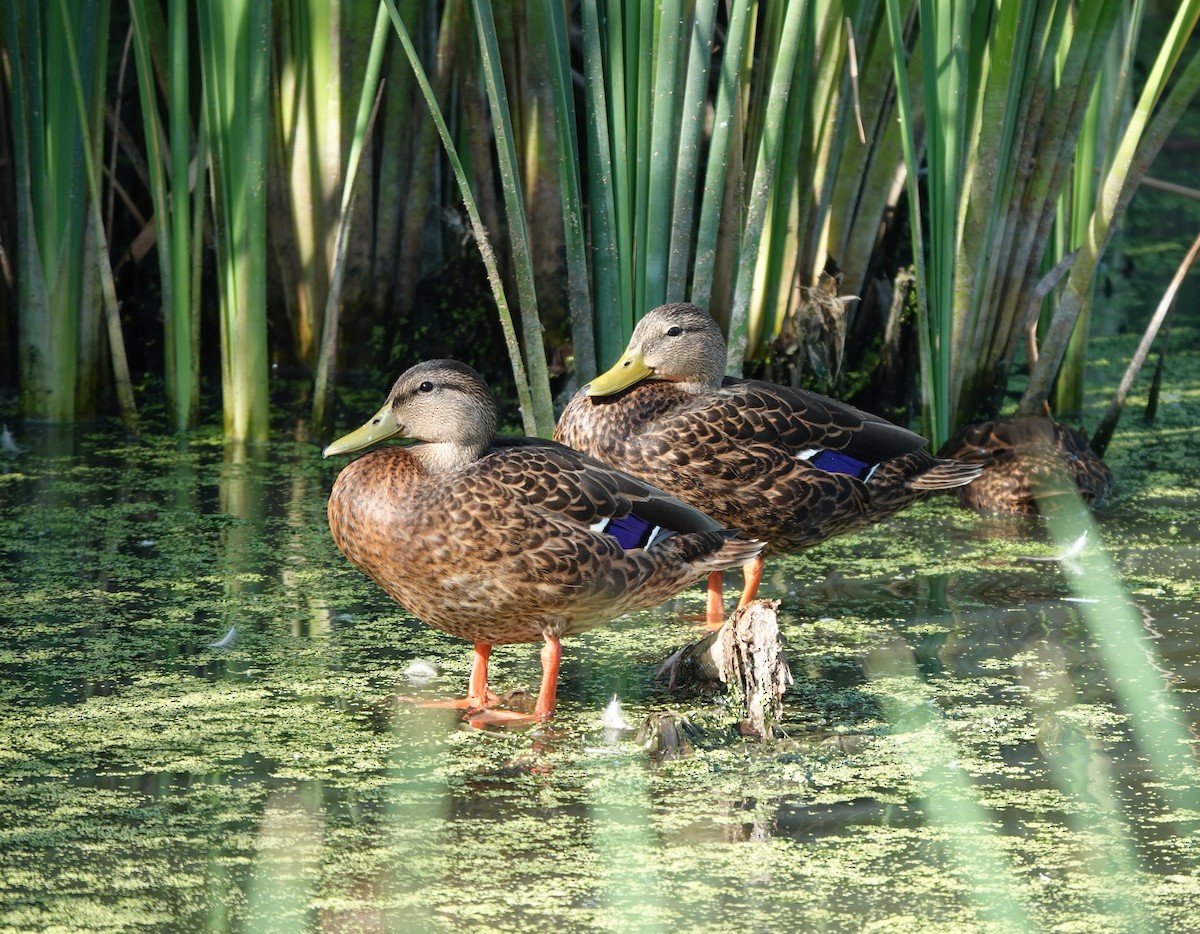 Mexican Duck - ML642317361
