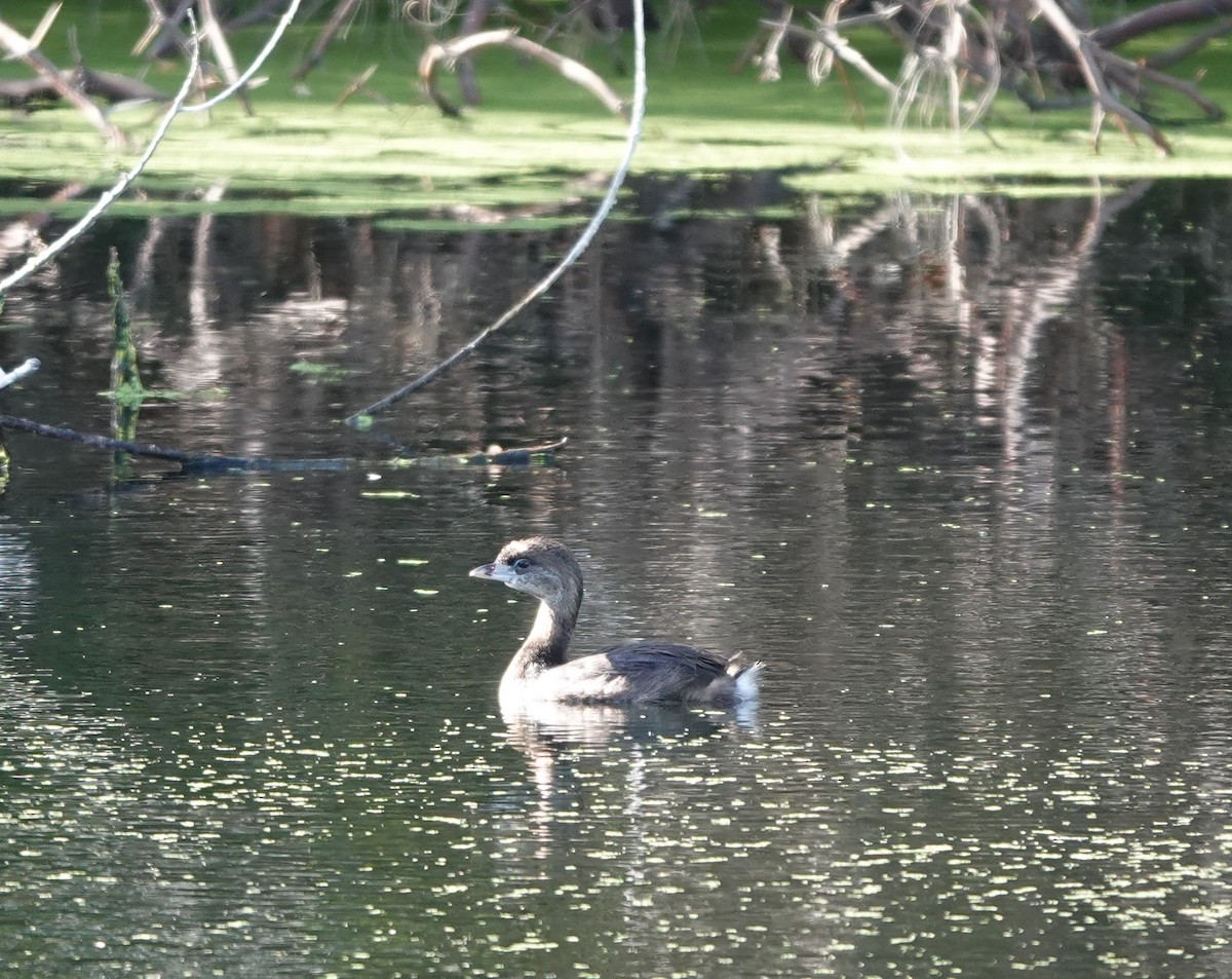 Pied-billed Grebe - ML642317375