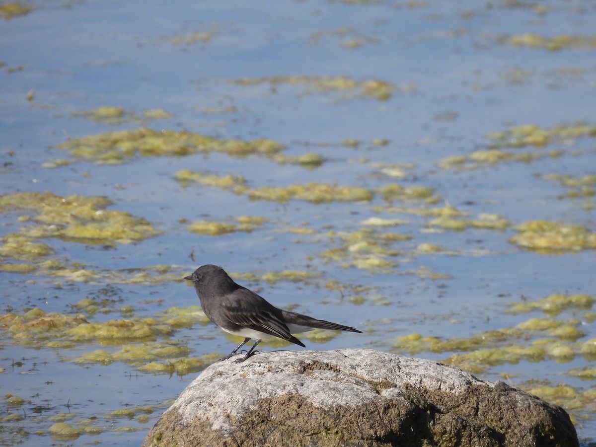 Black Phoebe - ML642317376