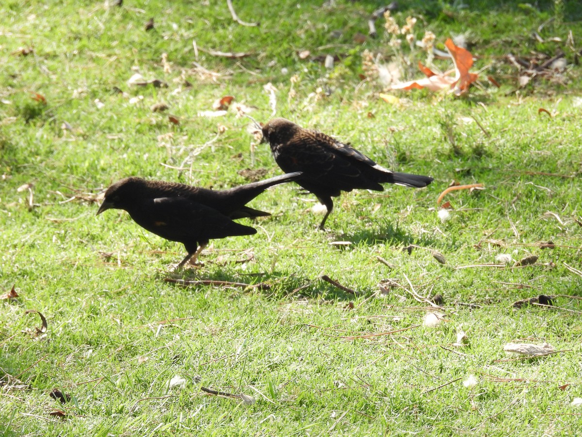 European Starling - ML642317377