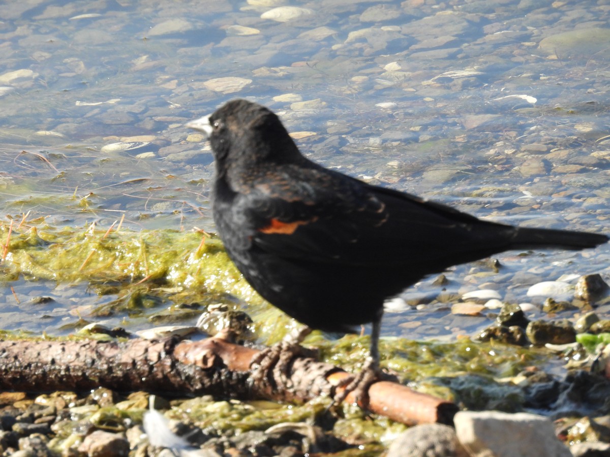 Red-winged Blackbird - ML642317378