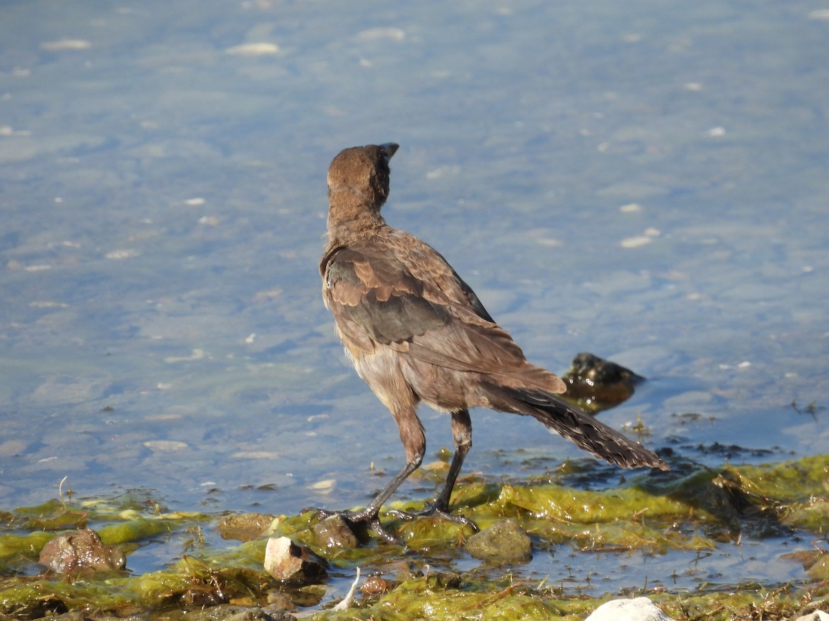 Great-tailed Grackle - ML642317379