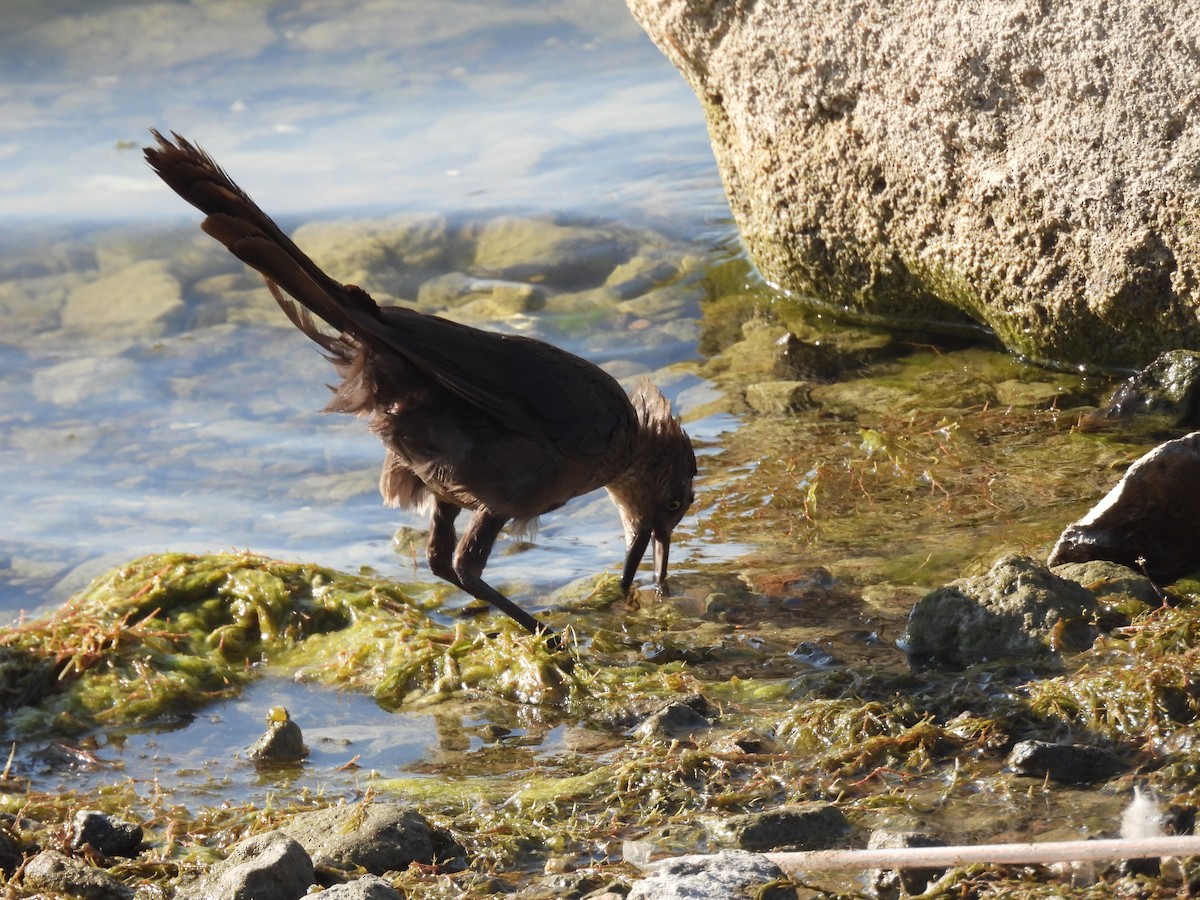 Great-tailed Grackle - ML642317380